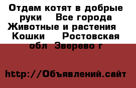 Отдам котят в добрые руки. - Все города Животные и растения » Кошки   . Ростовская обл.,Зверево г.